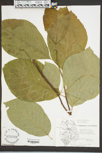 Magnolia acuminata image