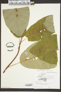 Magnolia acuminata image