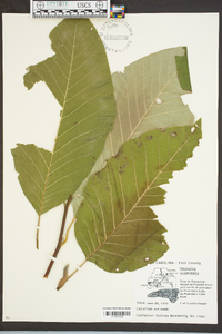 Magnolia acuminata image