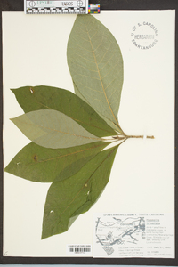 Magnolia tripetala image