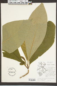 Magnolia tripetala image