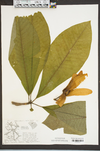 Magnolia tripetala image