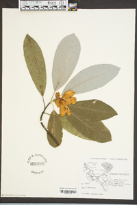 Magnolia virginiana image