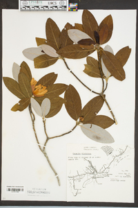 Magnolia virginiana image