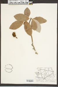 Magnolia virginiana image