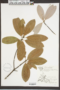 Magnolia virginiana image