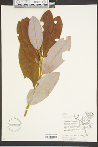 Magnolia virginiana image