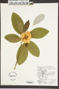 Magnolia virginiana image