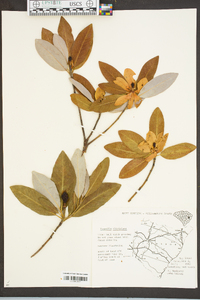 Magnolia virginiana image