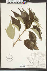 Hibiscus moscheutos image