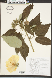 Hibiscus moscheutos image