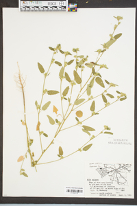 Sida spinosa image