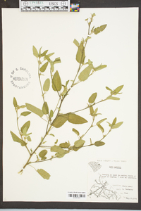 Sida spinosa image