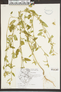 Sida spinosa image