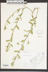 Sida rhombifolia image