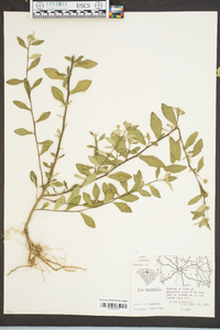 Sida rhombifolia image