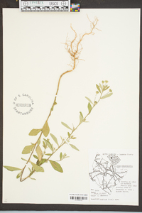 Sida rhombifolia image