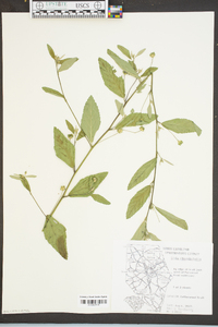 Sida rhombifolia image