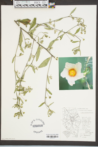 Sida rhombifolia image