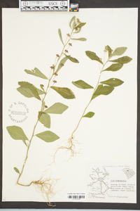 Sida rhombifolia image