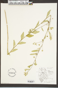 Sida rhombifolia image