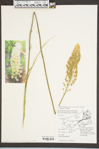 Amianthium muscitoxicum image