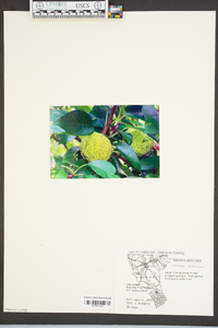 Maclura pomifera image