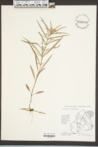 Lysimachia lanceolata image