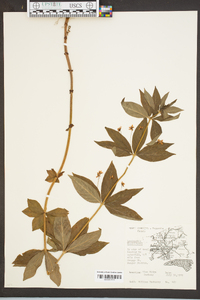 Lysimachia tonsa image