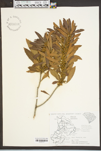 Myrica cerifera image