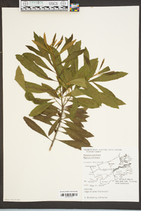 Myrica cerifera image
