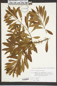 Myrica cerifera image