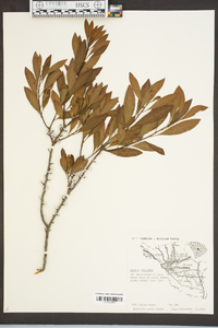 Myrica cerifera image