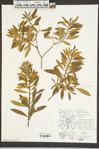 Myrica cerifera image