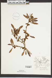 Myrica cerifera image