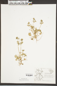 Geranium dissectum image