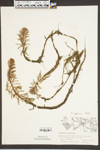 Myriophyllum aquaticum image