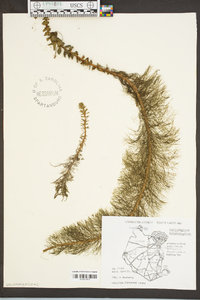 Myriophyllum heterophyllum image