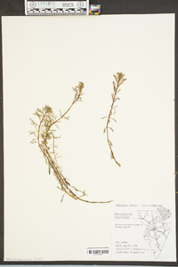 Myriophyllum aquaticum image