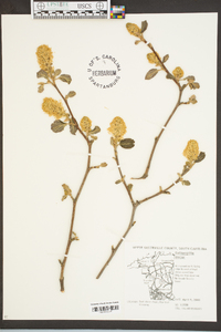 Fothergilla gardenii image