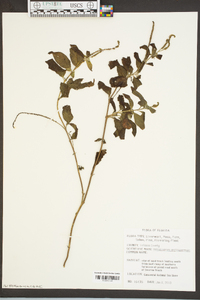 Heliotropium angiospermum image