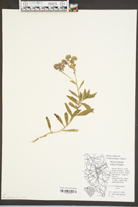 Heliotropium amplexicaule image