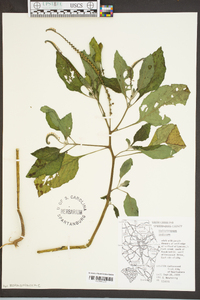 Heliotropium indicum image