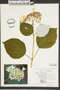 Hydrangea arborescens subsp. radiata image