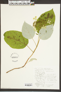 Hydrangea radiata image