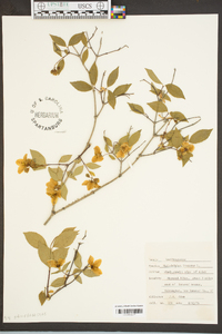 Philadelphus inodorus image