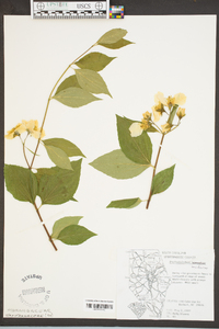 Philadelphus inodorus image