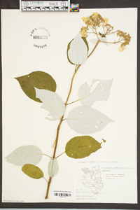 Hydrangea arborescens var. arborescens image