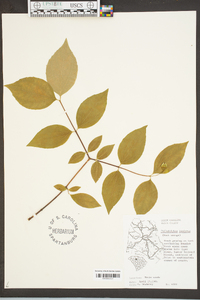 Philadelphus inodorus image