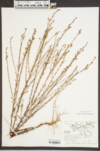 Hypericum drummondii image